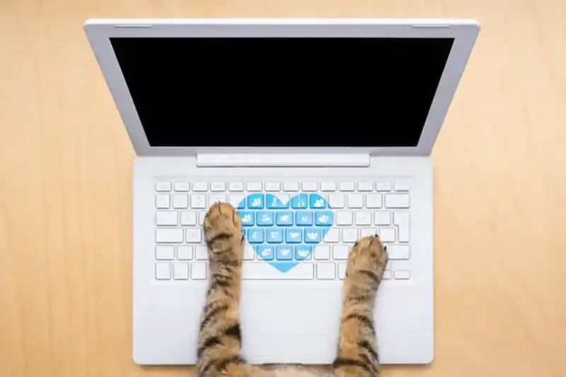 The Best Online Alternative to the Vet - PerkyPet AI